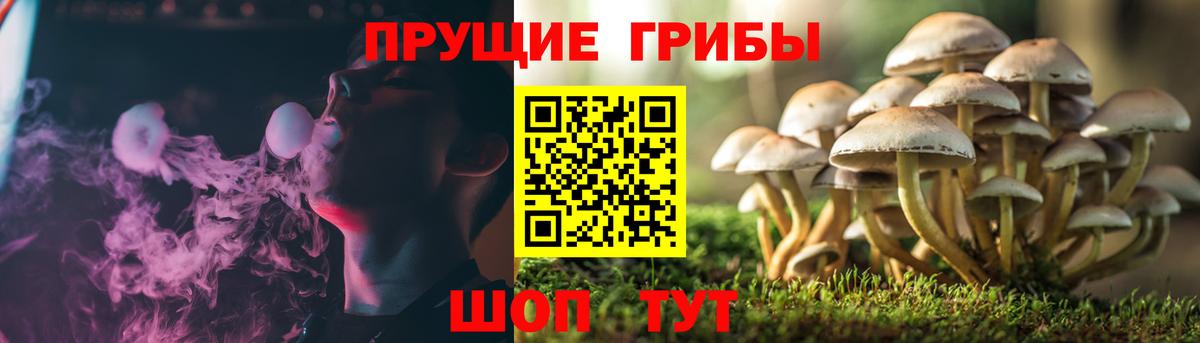 Галлюциногенные грибы Psilocybe Мегион